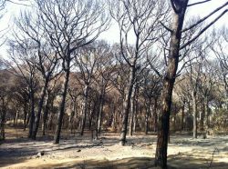 IncendioMarinaGrosseto10