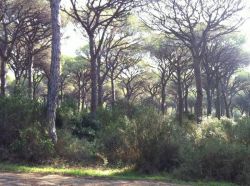 IncendioMarinaGrosseto11