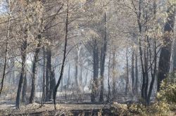 IncendioMarinaGrosseto12